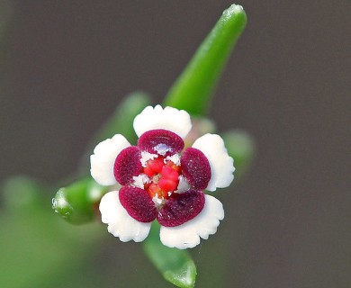 Euphorbia polyphylla