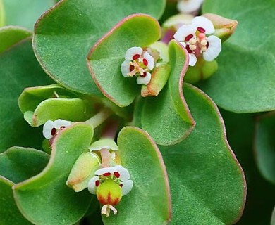 Euphorbia serpens