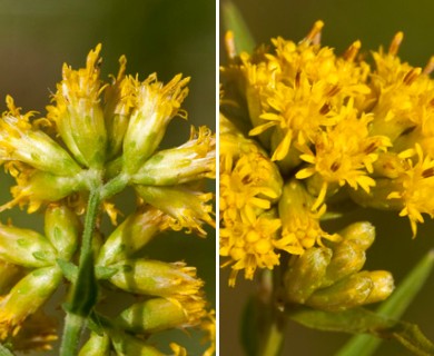 Euthamia graminifolia