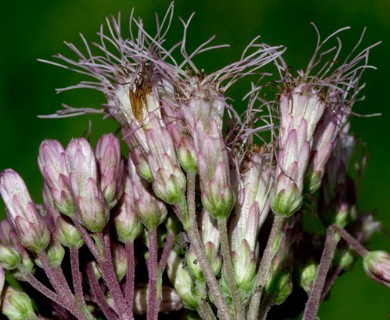 Eutrochium maculatum