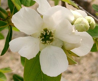 Exochorda racemosa