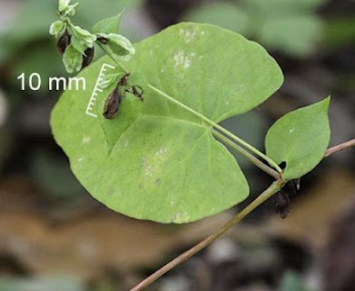 Fallopia scandens