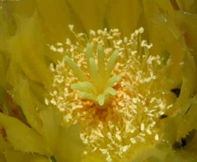 Ferocactus cylindraceus