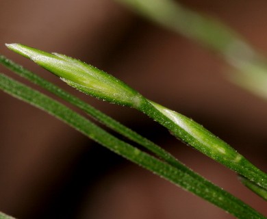 Festuca subverticillata