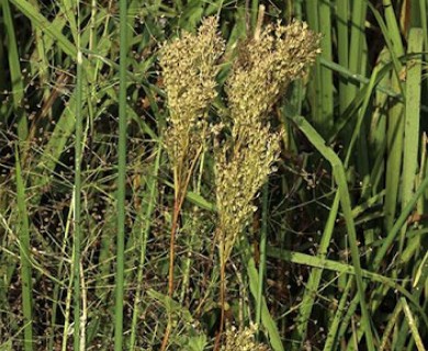 Filipendula rubra