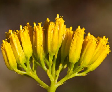 Flaveria chlorifolia