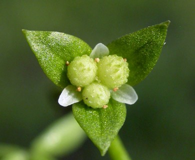 Floerkea proserpinacoides