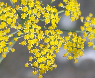 Foeniculum vulgare