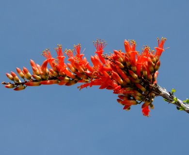 Fouquieria splendens