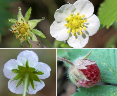 Fragaria vesca