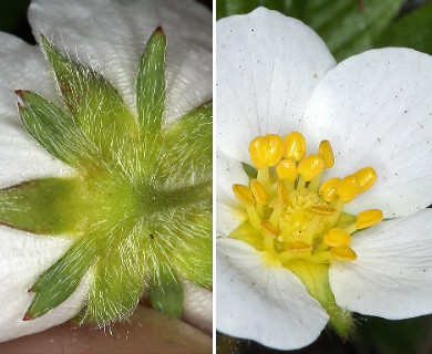 Fragaria virginiana