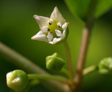 Frangula alnus