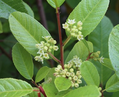 Frangula californica