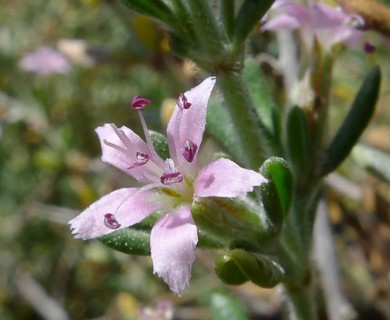 Frankenia salina