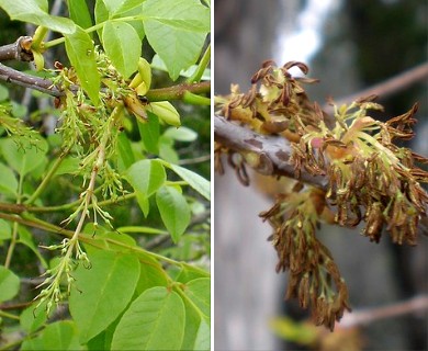 Fraxinus albicans