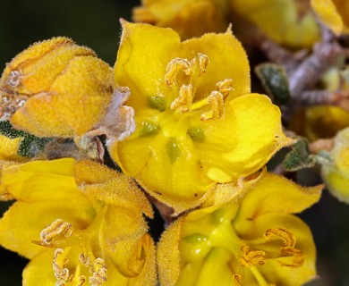 Fremontodendron californicum