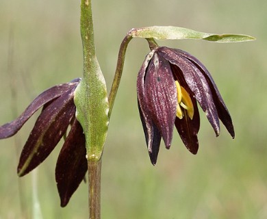 Fritillaria biflora