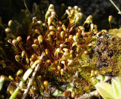 Funaria muhlenbergii