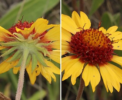 Gaillardia aristata