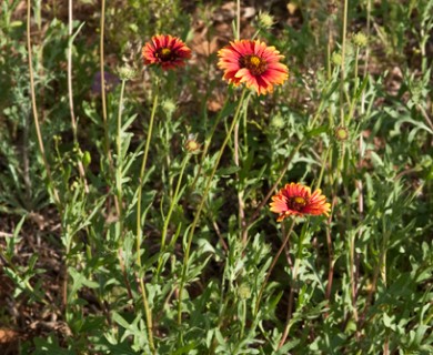 Gaillardia pulchella