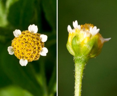 Galinsoga parviflora