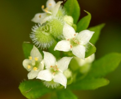 Galium aparine