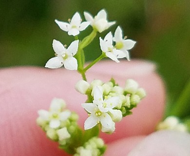 Galium asprellum