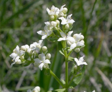 Galium boreale