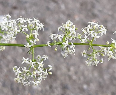 Galium mollugo