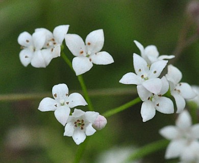 Galium palustre