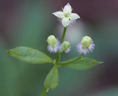 Galium triflorum