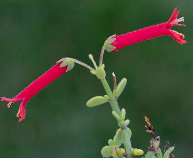 Gambelia juncea