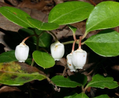 Gaultheria procumbens