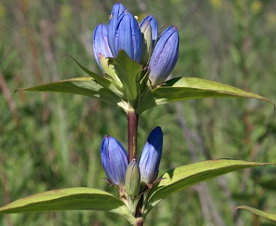 Gentiana andrewsii