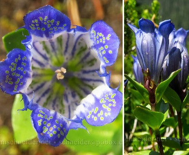 Gentiana calycosa