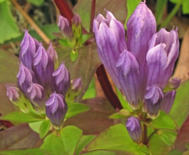 Gentianella quinquefolia