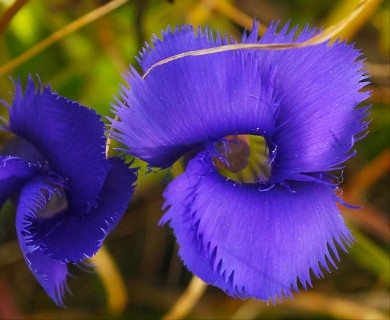 Gentianopsis crinita