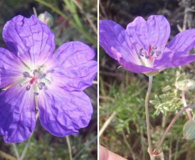 Geranium incanum