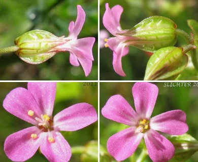 Geranium lucidum