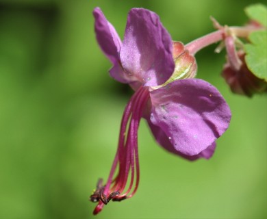 Geranium macrorrhizum