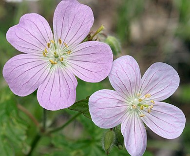 Geranium maculatum