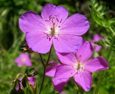 Geranium oreganum