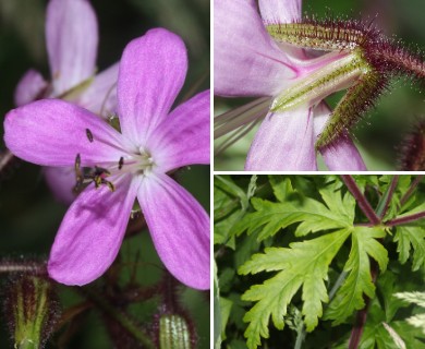 Geranium reuteri