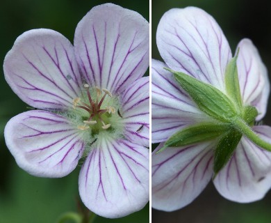 Geranium richardsonii