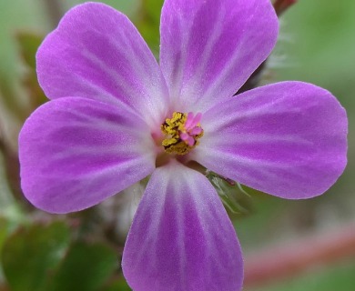 Geranium robertianum