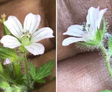 Geranium seemannii