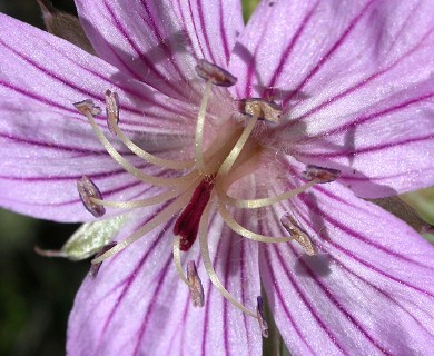 Geranium viscosissimum