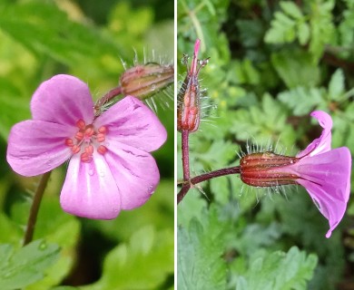 Geranium yeoi