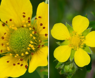 Geum aleppicum