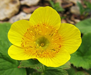 Geum calthifolium